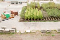 Aerial view of Tree nursery — Stock Photo