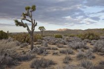 Veduta panoramica del parco nazionale di Joshua Tree, California, USA — Foto stock