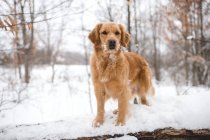 Golden retriever standing on log in snow-covered woods — Stock Photo