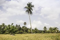 Зелений польовий пейзаж з високою пальмою — стокове фото