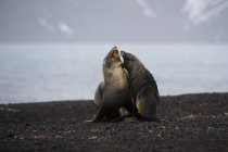 Focas antárticas peleando cara a cara en la playa - foto de stock