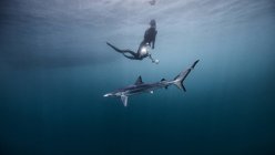 Підводний подання diver плавання вище акула, Сан-Дієго, Каліфорнія, США — стокове фото