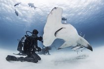 Grande tubarão-martelo com mergulhadores em torno dele — Fotografia de Stock