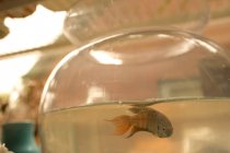Focus selettivo dei pesci rossi che nuotano in acquario a casa — Foto stock