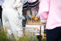 Group of beekeepers inspecting hive — Stock Photo