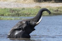 Слон бродит по реке с поднятым стволом, концессия Квая, дельта Окаванго, Ботсвана — стоковое фото