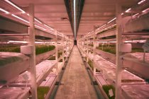 Aisle with shelves and trays of micro greens in underground tunnel nursery, London, UK — Stock Photo
