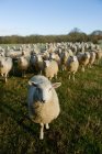Curioso gregge di pecore in piedi sul campo verde — Foto stock