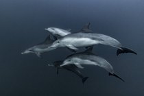 Pod of Common Dolphins hunting, Port St. Johns, Sudáfrica - foto de stock