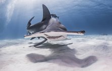 Grande tubarão-martelo nadando debaixo de água — Fotografia de Stock