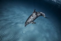 Golfinho nadando sob água azul — Fotografia de Stock