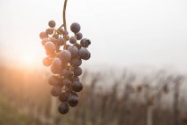 Букет винограда и виноградник в тумане, винодельческий регион Бароло, Ланге, Федмонт. Италия — стоковое фото
