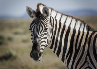 Close up shot of zebra head — Stock Photo