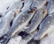 Raw whole sea bass on crushed ice — Stock Photo