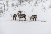 Wild reindeer feeding in snow covered field — Stock Photo