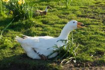 Фермерский гусь сидит в траве — стоковое фото