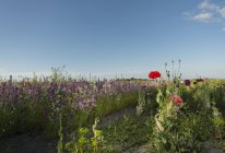 Field of red and purple wildflowers in evening — Stock Photo