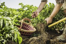 Обрезанный вид человека, собирающего свежие овощи с огорода — стоковое фото