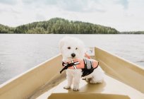 Portrait of dog wearing life jacket sitting on boat, Orivesi, Finland — Stock Photo