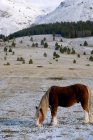 Pferd weidet auf schneebedecktem Feld mit Blick auf die Berge — Stockfoto