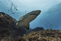 Рубленая зубная или песчаная тигровая акула на рифе с рыбой на заднем плане — стоковое фото