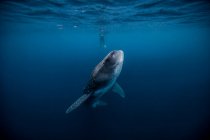 Taucher schwimmen mit Walhai, Unterwasserblick, Cancun, Mexiko — Stockfoto