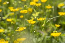 Close up of yellow buttercups blooming on field — Stock Photo
