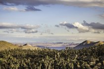 Paisagem com cactos no Parque Nacional do Vale da Morte, Califórnia, EUA — Fotografia de Stock