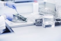 Scienziato che analizza il campione di pesce in laboratorio — Foto stock
