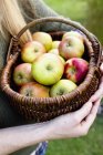 Woman holding basket of ripe apples — Stock Photo