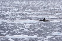 Orca swimming in Lemaire channel, Antarctic — Stock Photo