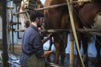 Landwirt melkt Kühe im Milchviehbetrieb mit Melkmaschinen — Stockfoto