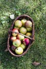 Свежие домашние яблоки в корзине — стоковое фото