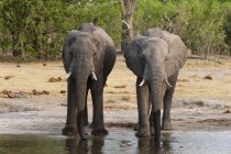 Два слона пьют из реки, концессия Квая, дельта Окаванго, Ботсвана — стоковое фото