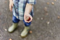 Ausgeschnittene Ansicht der Hand eines Jungen, der Conker hält — Stockfoto