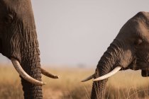 Африканские слоны встречаются и приветствуют на равнинах Масаи Мара, южная Кения — стоковое фото