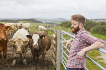Человек, прислонившийся к воротам коровьей фермы, смотрит в сторону — стоковое фото