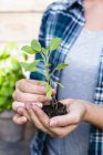 Woman holding seedling, close up — Stock Photo