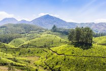 Vista panorámica de la plantación de té, Kerala, India - foto de stock
