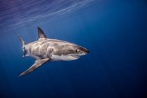 Gran tiburón blanco nadando bajo el agua - foto de stock