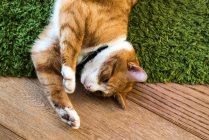 Рыжая кошка отдыхает на зеленом ковре — стоковое фото