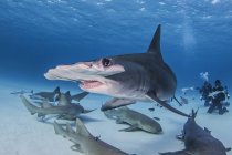 Gran tiburón martillo con tiburones nodriza - foto de stock