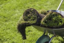 Sonne beleuchteter Rasen rollt in Gartenschubkarre — Stockfoto