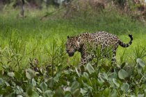 Jaguar in wetland by Cuiaba river, Pantanal, Mato Grosso, Brazil — Stock Photo