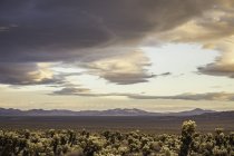 Veduta panoramica con cactus nel Parco Nazionale di Joshua Tree al tramonto, California, USA — Foto stock
