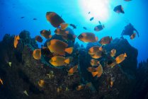 Рыбы-школьники плавают на коралловом рифе — стоковое фото
