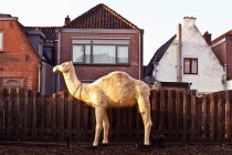 Sculpture of camel outside house by fencing — Stock Photo