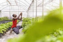 Worker tying up bell pepper plants in Hydroponic farm in Nevis, West Indies — Stock Photo