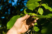 Close up of man hand harvesting walnut from walnut tree — Stock Photo