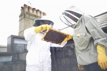Two beekeepers inspecting hive frame — Stock Photo